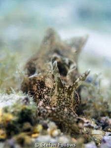 Pastel Princess. Sea Hare - Aplysia oculifera. Chaloklum,... by Stefan Follows 